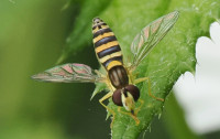 Sphaerophoria-sp-F